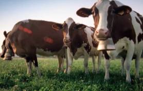 Nell'ultimo spot GranMix anche le mucche sanno cantare